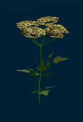 flower.jpg (36 Kb)