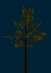 pine.jpg (53 Kb)