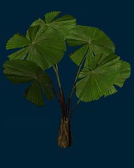 plant_1a.jpg (50 Kb)