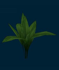 plant_4.jpg (23 Kb)