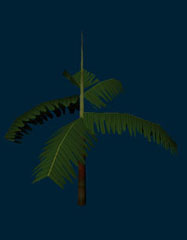 plant_5.jpg (81 Kb)