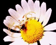 fiore.gif (14257 bytes)