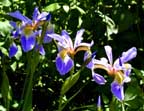 Iris - May 2001