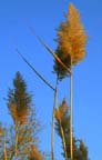 Reeds - Nov 2000
