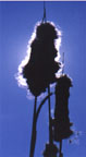 Cattails  - Circa 1975