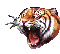 TIGRE