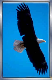 eagle