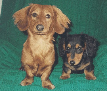 Simon- 11 months, Sadie - 14 weeks