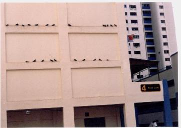 Pigeons and other birds resting at Sago Lane Blk4.