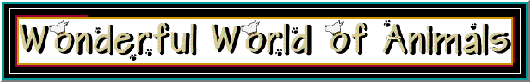Wonderful World of Animals