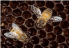 abeja-10.gif (46139 bytes)