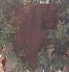 abeja-11.gif (194845 bytes)