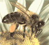 abejaconpolen.gif (78652 bytes)
