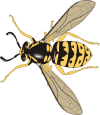 chaquetilla.gif (31908 bytes)