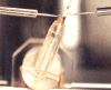 inseminacion.gif (65589 bytes)