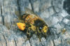 polen-1.gif (217521 bytes)