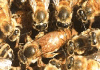 reina.gif (47905 bytes)