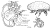 varroa-1.gif (40697 bytes)