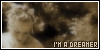 I'm A Dreamer