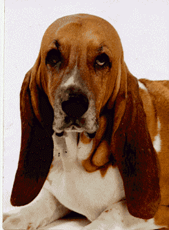 Skittles the Basset Hound