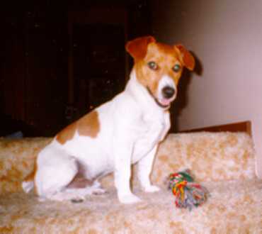 Chip the Jack Russell