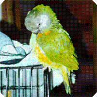 Ecco - Senegal Parrot