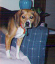 Katie the Beagle