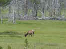 49-yellowstone.jpg (27412 bytes)