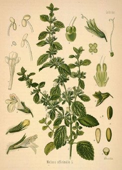 citronmeliss