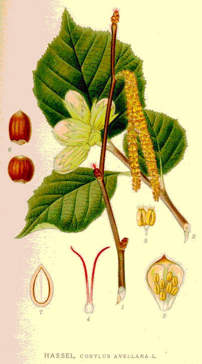 hassel ur nordens flora