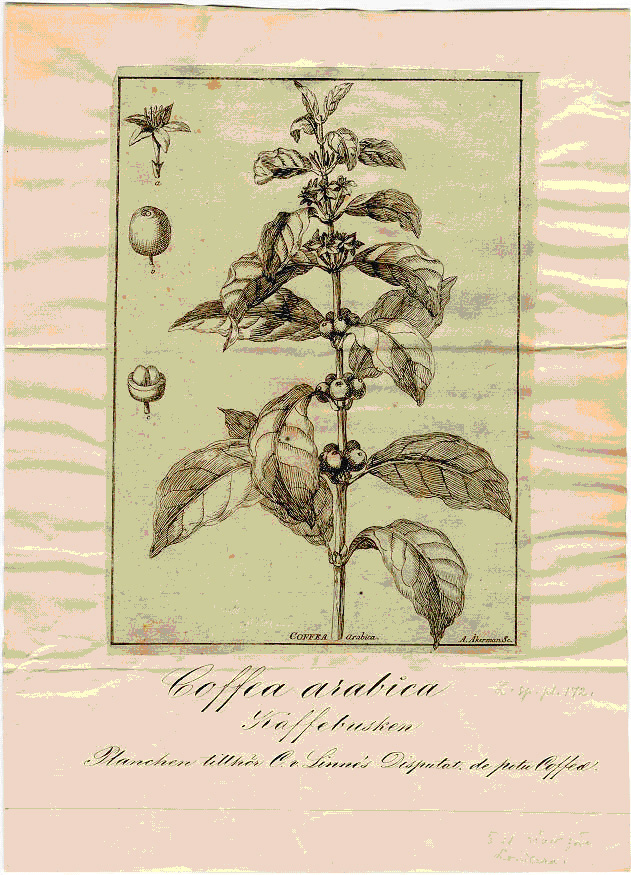 kaffe ur linnes herbarium