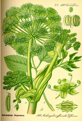 kvanne