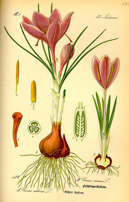 safrankrokus