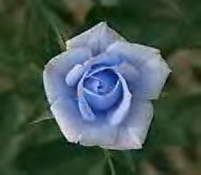 Blue Rose