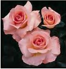 ring of roses