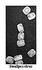 smallpox_picture_2