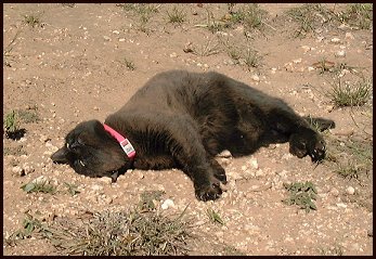 Dirt Girl