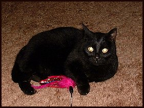 Smokey with toy