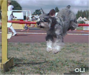 Miniature Schnauzer