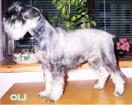 Miniature schnauzer