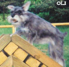 Agility schnauzer