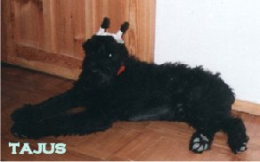 Giant Schnauzer
