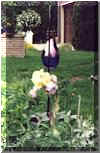 Bearded Iris