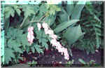Bleeding Heart
