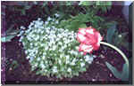 Forget me Not's With Parrot Tulip