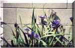 Siberian Iris