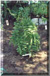 Wisteria Vine