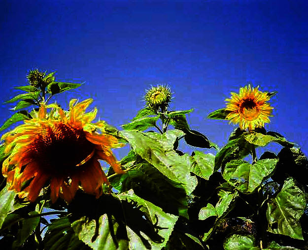 seeds