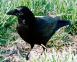 crow