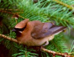 cedar waxwing